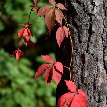Hvad er forskellen på slyngplanter og klatreplanter?